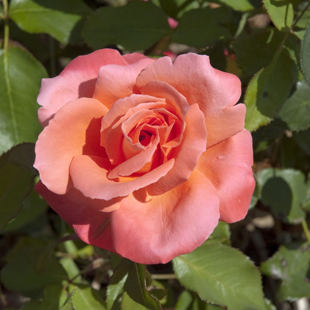 Rosa Catherine Deneuve - Grootbloemige roos