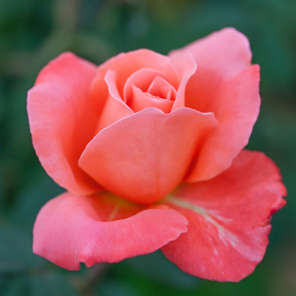 Rosa Catherine Deneuve - Grootbloemige roos