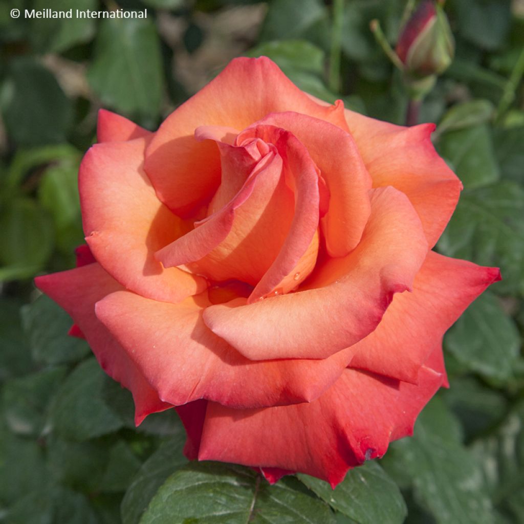 Rosa Christophe Colomb - Grootbloemige roos