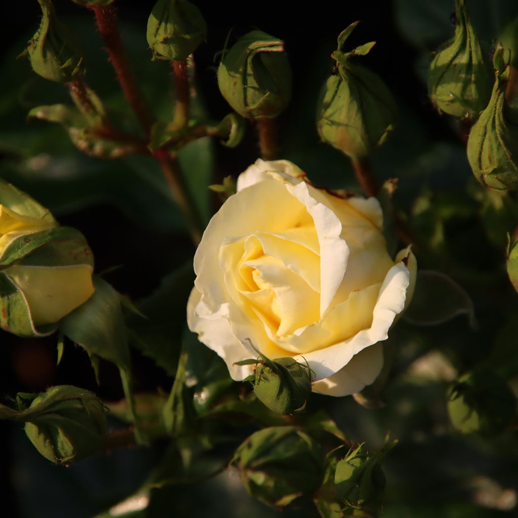 Rosa Limona - Grootbloemige roos