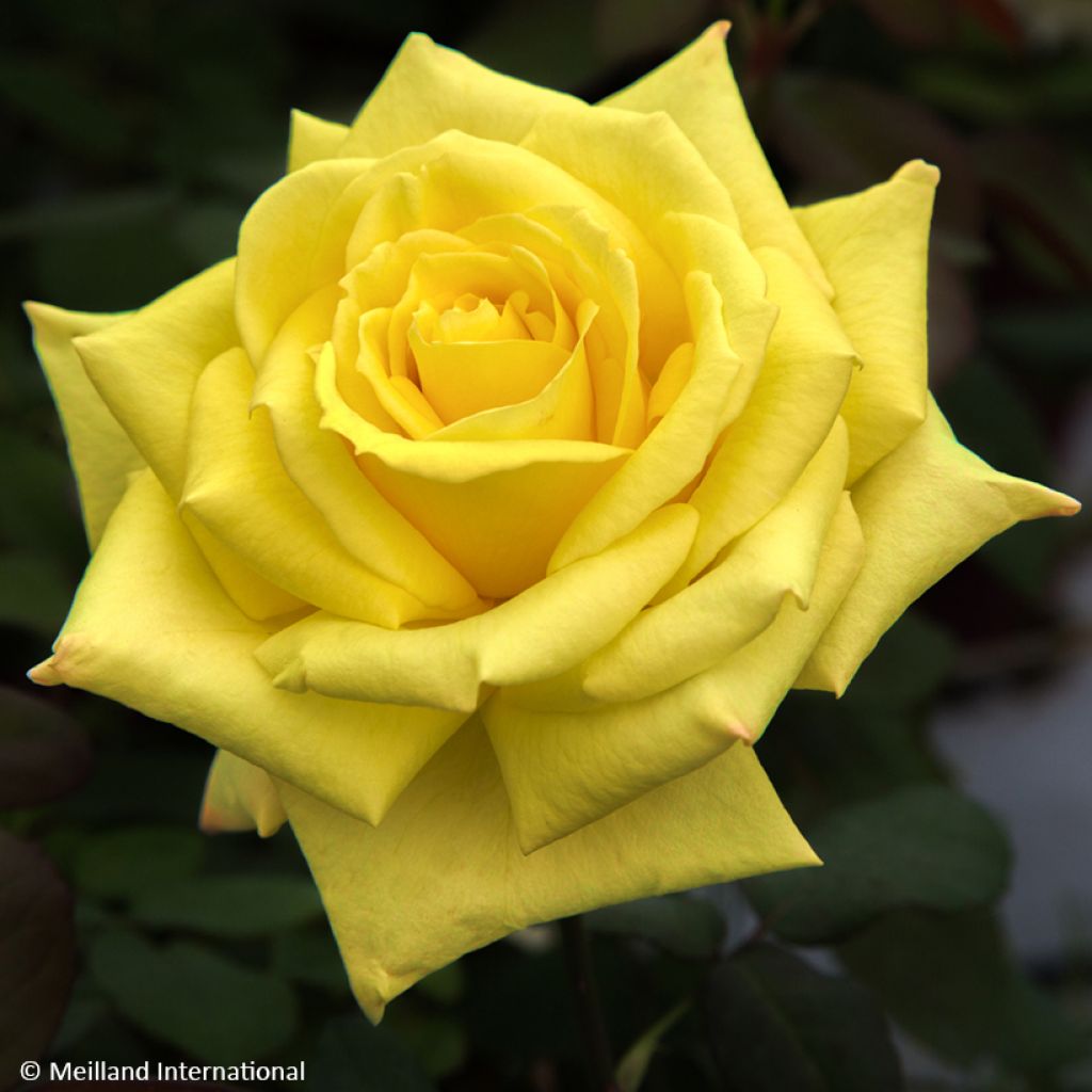 Rosa Golden Perfumella - Grootbloemige roos