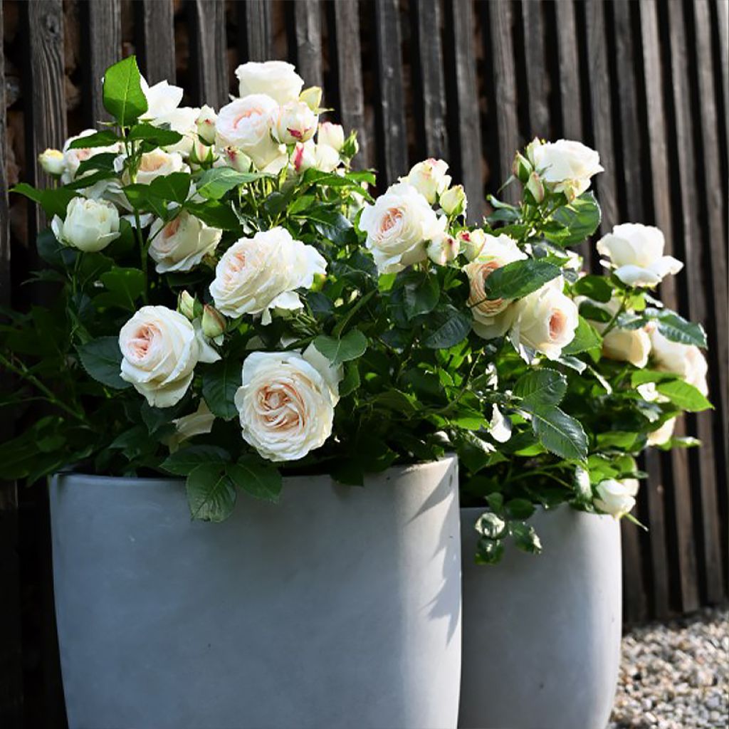 Rosa Holiday Island Key Largo - Grootbloemige roos