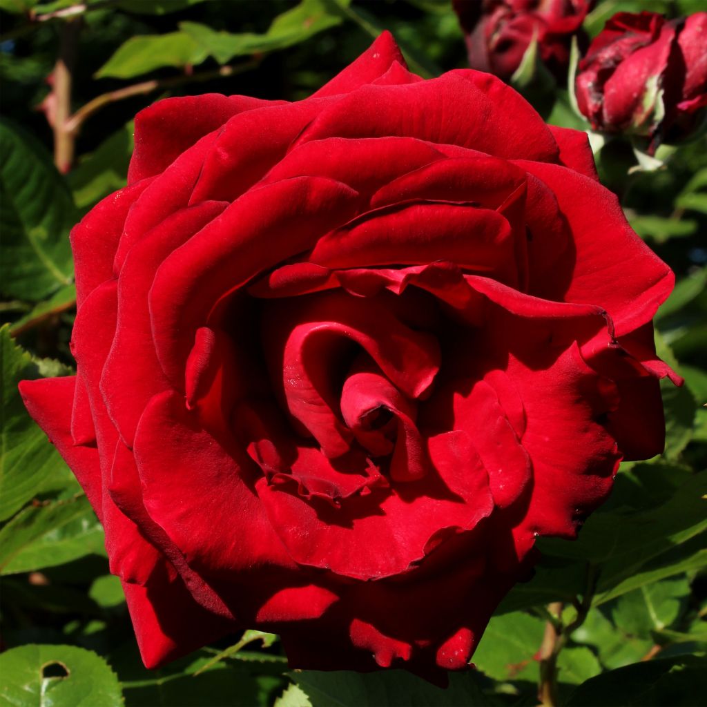 Rosa Ingrid Bergman - Grootbloemige roos