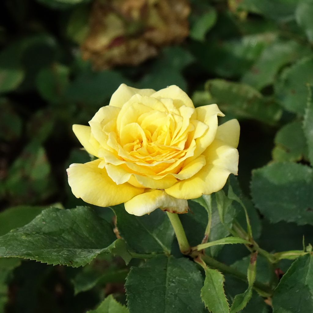 Rosa La Rotonde - Grootbloemige roos