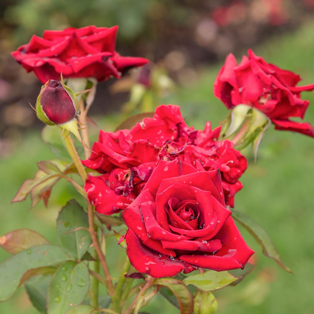 Rosa Mister Lincoln - Grootbloemige roos