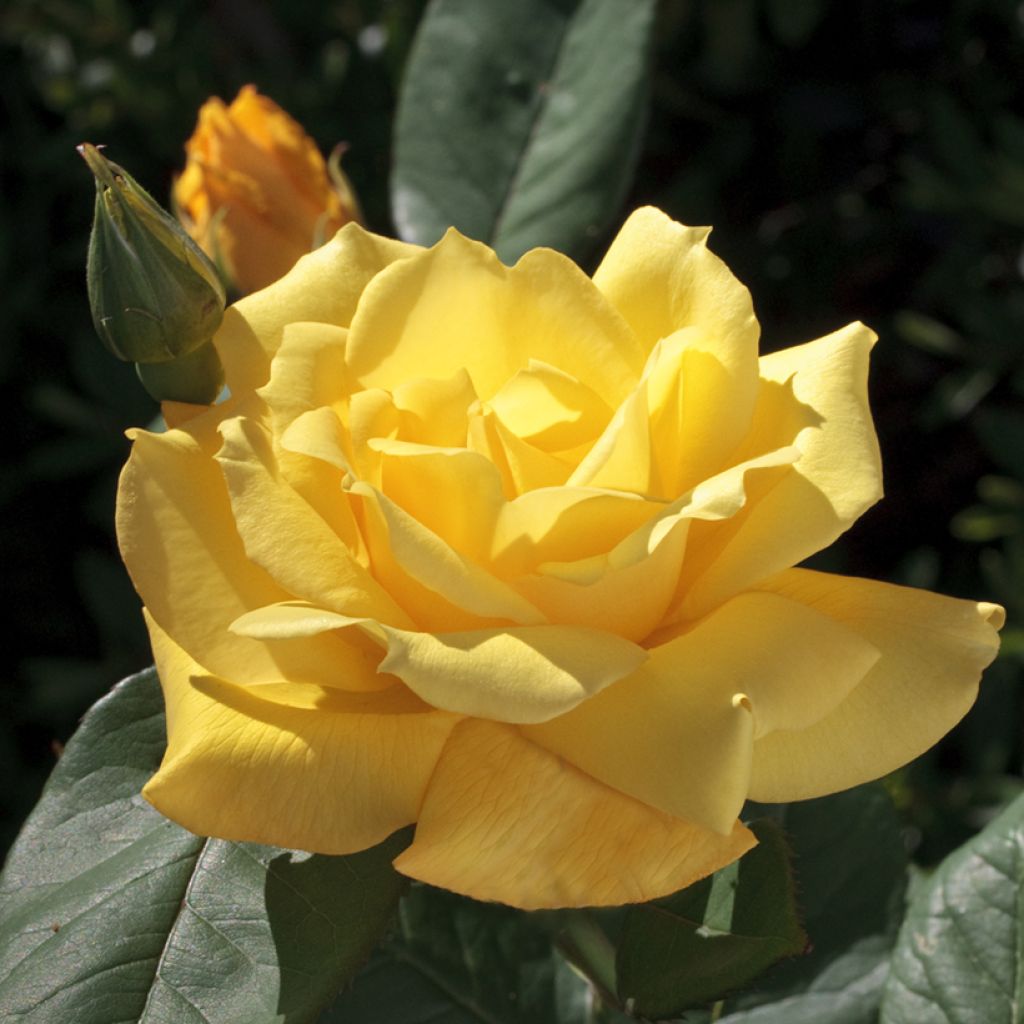 Rosa Pacific Sunset - Grootbloemige roos