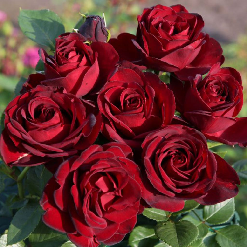 Rosa Paint it Black - Grootbloemige roos