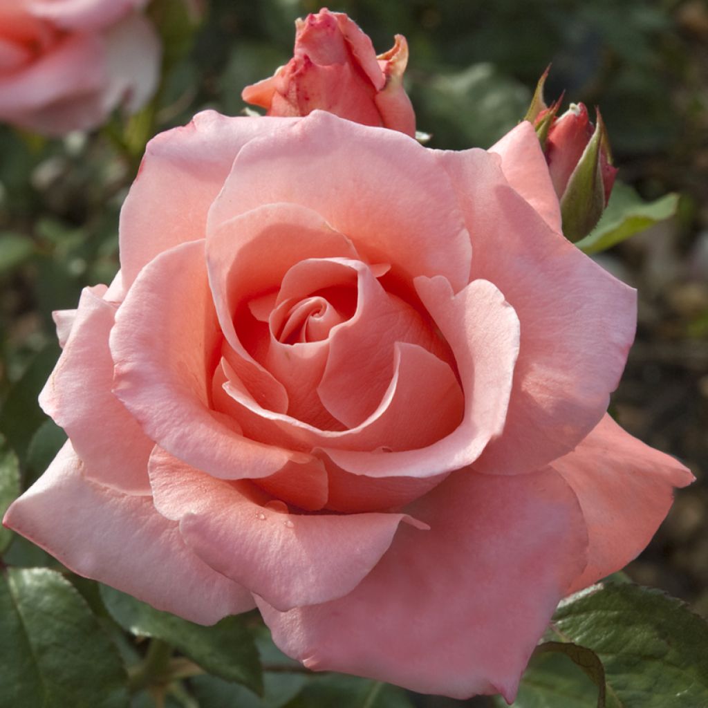 Rosa Paris d'Yves St. Laurent - Grootbloemige roos