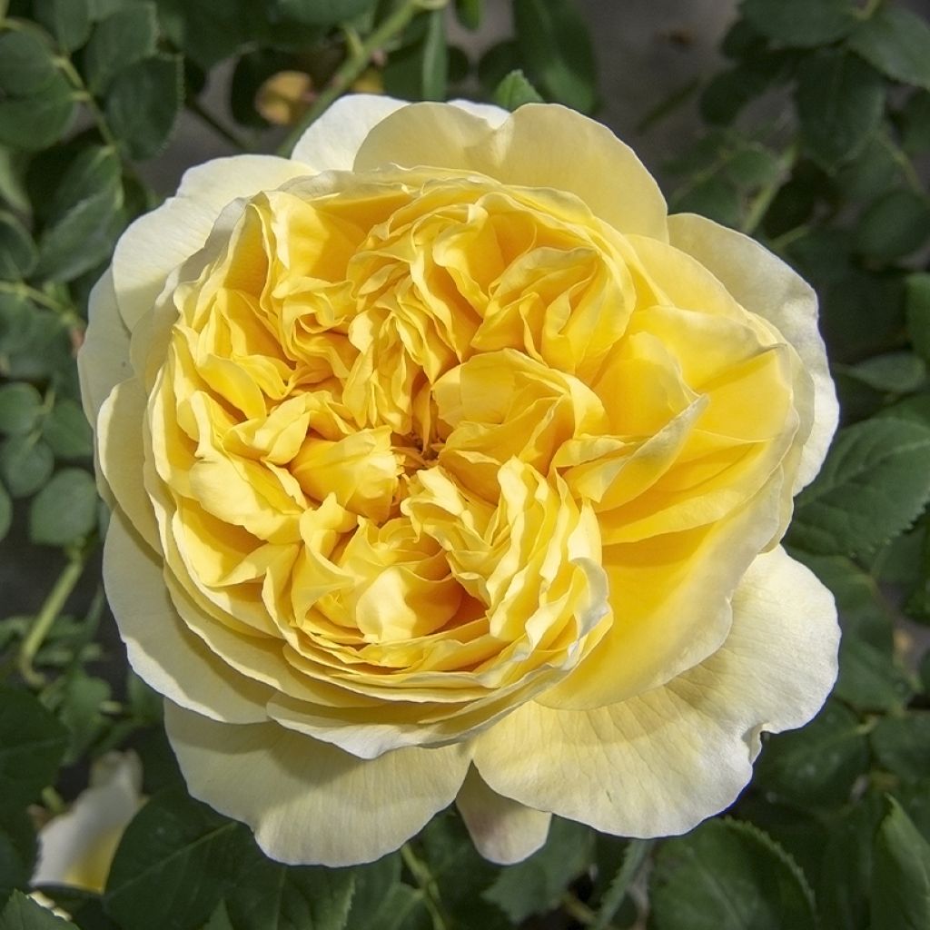 Rosa Rose de Bretagne - Grootbloemige roos