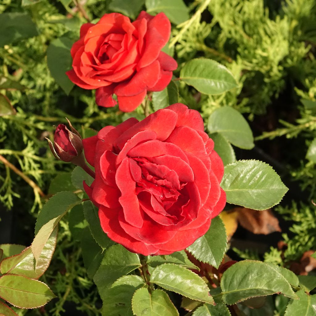 Rosa Terra Botanica - Grootbloemige roos