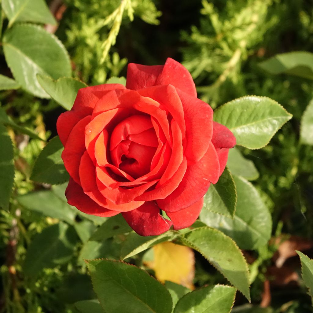 Rosa Terra Botanica - Grootbloemige roos