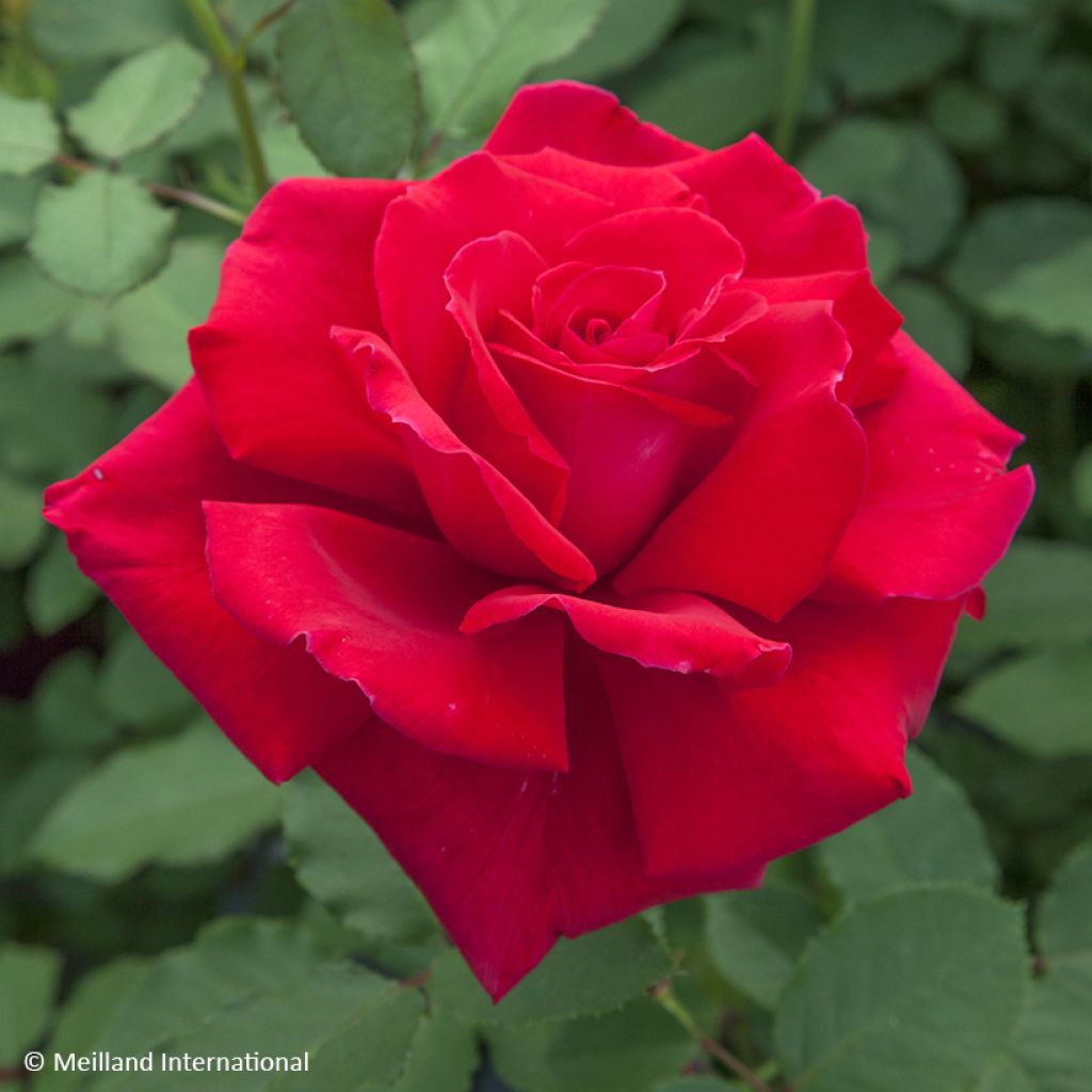 Rosa Victor Hugo - Grootbloemige roos