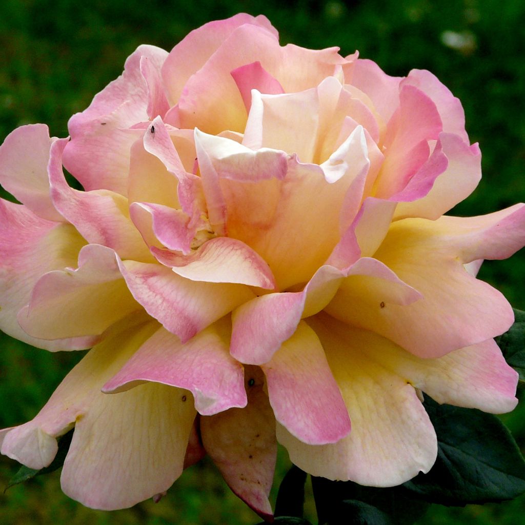 Rosa Waverland - Grootbloemige roos