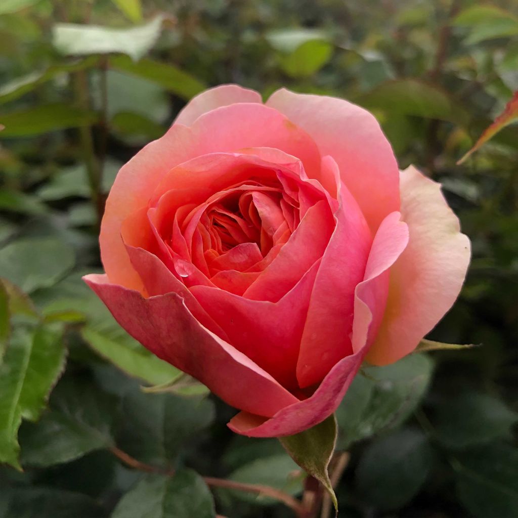 Rosa Chippendale - Grootbloemige roos