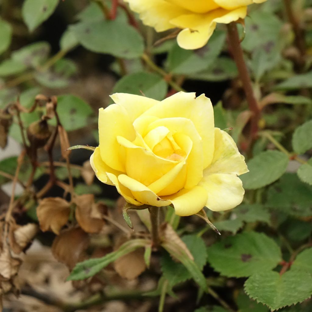 Rosa Picnic (Bio) - Trosroos