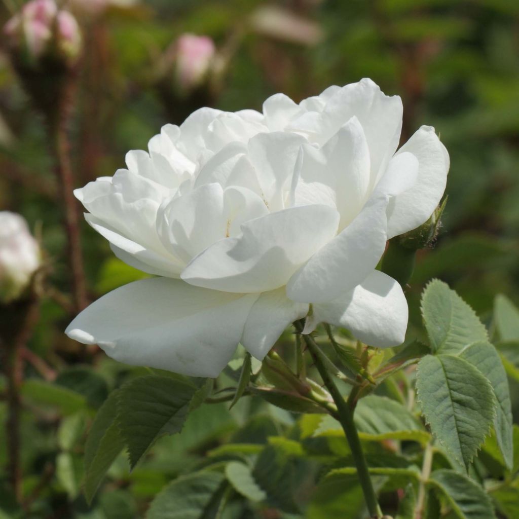 Rosa Alba Suaveolens - Historische roos