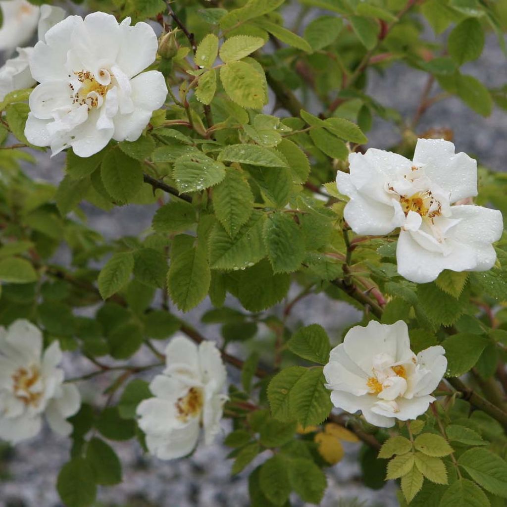 Rosa Alba Suaveolens - Historische roos