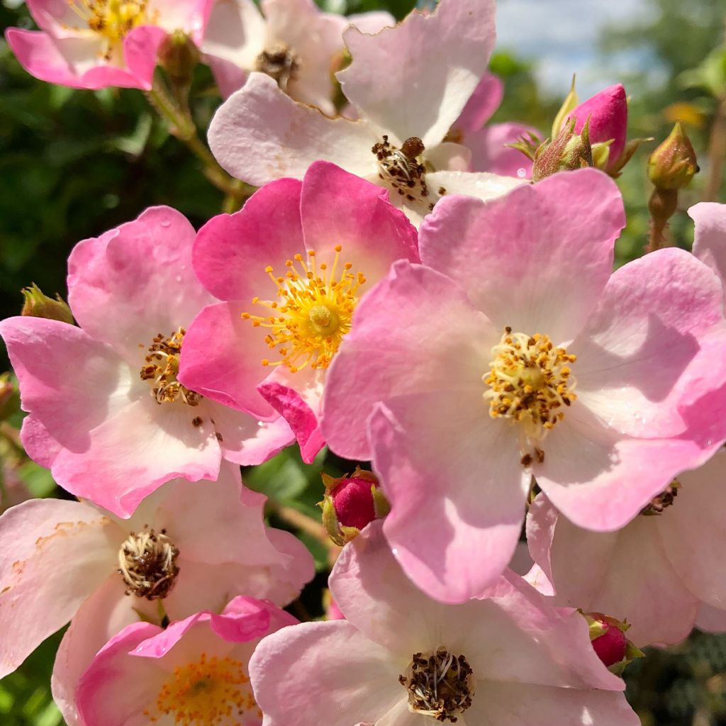 Rosa Ballerina - Muskusroos