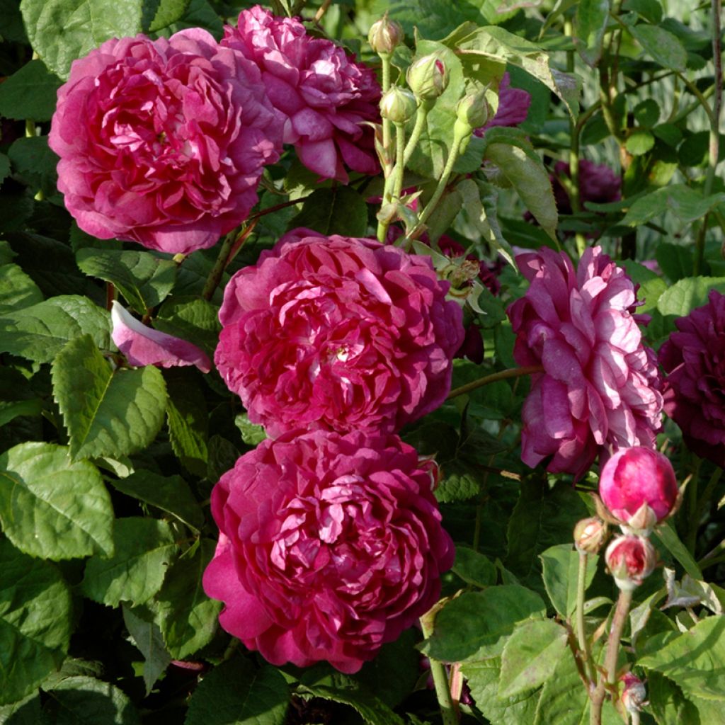 Rosa Cardinal de Richelieu - Historische roos