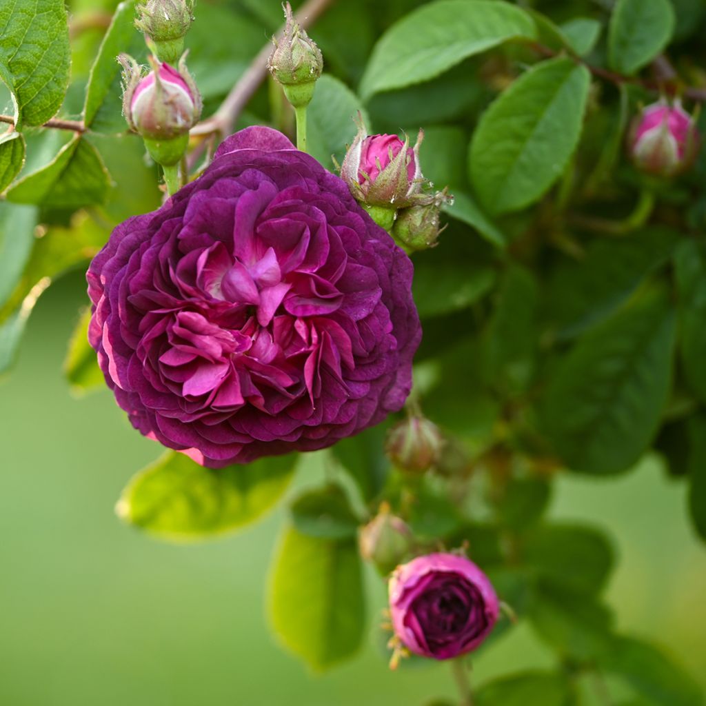 Rosa Cardinal de Richelieu - Historische roos