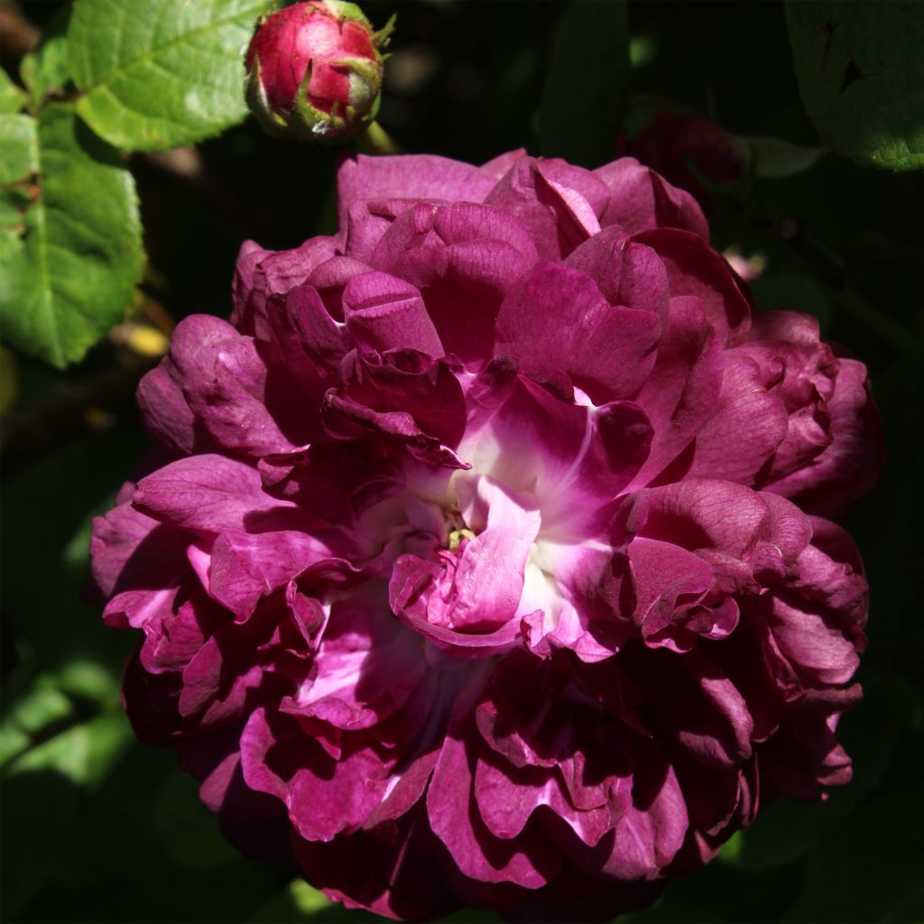 Rosa Cardinal de Richelieu - Historische roos