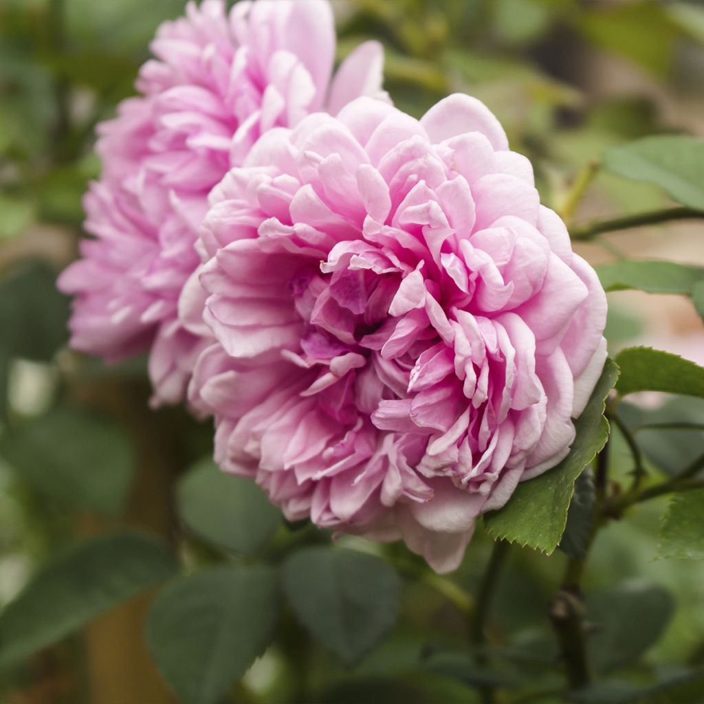 Rosa centifolia Muscosa - Historische roos