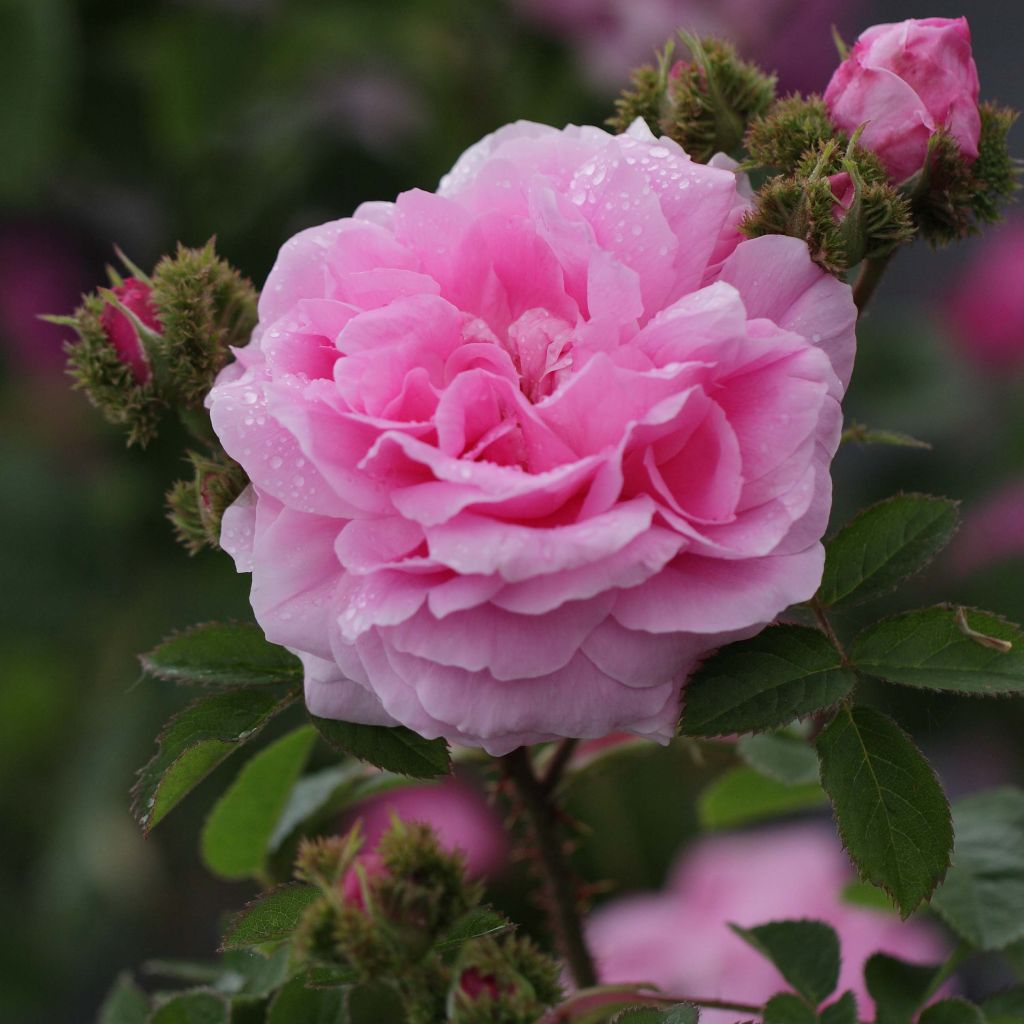 Rosa centifolia Cristata - Historische roos