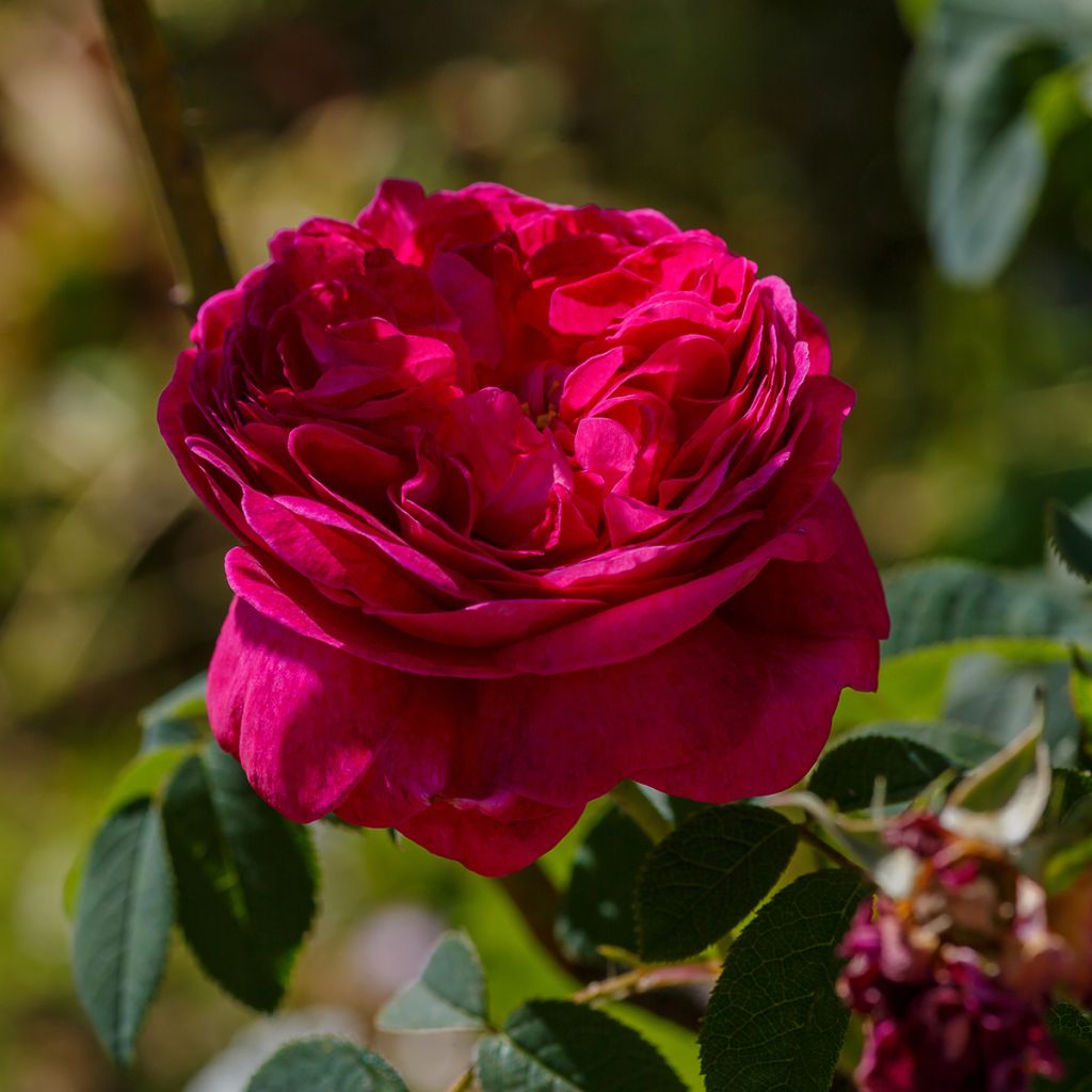 Rosa Charles de Mills - Historische roos