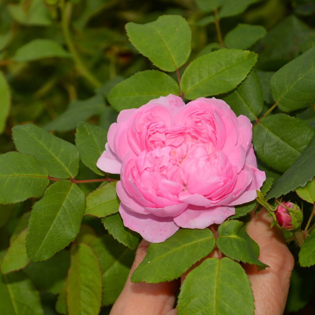 Rosa Comte de Chambord - Historische roos
