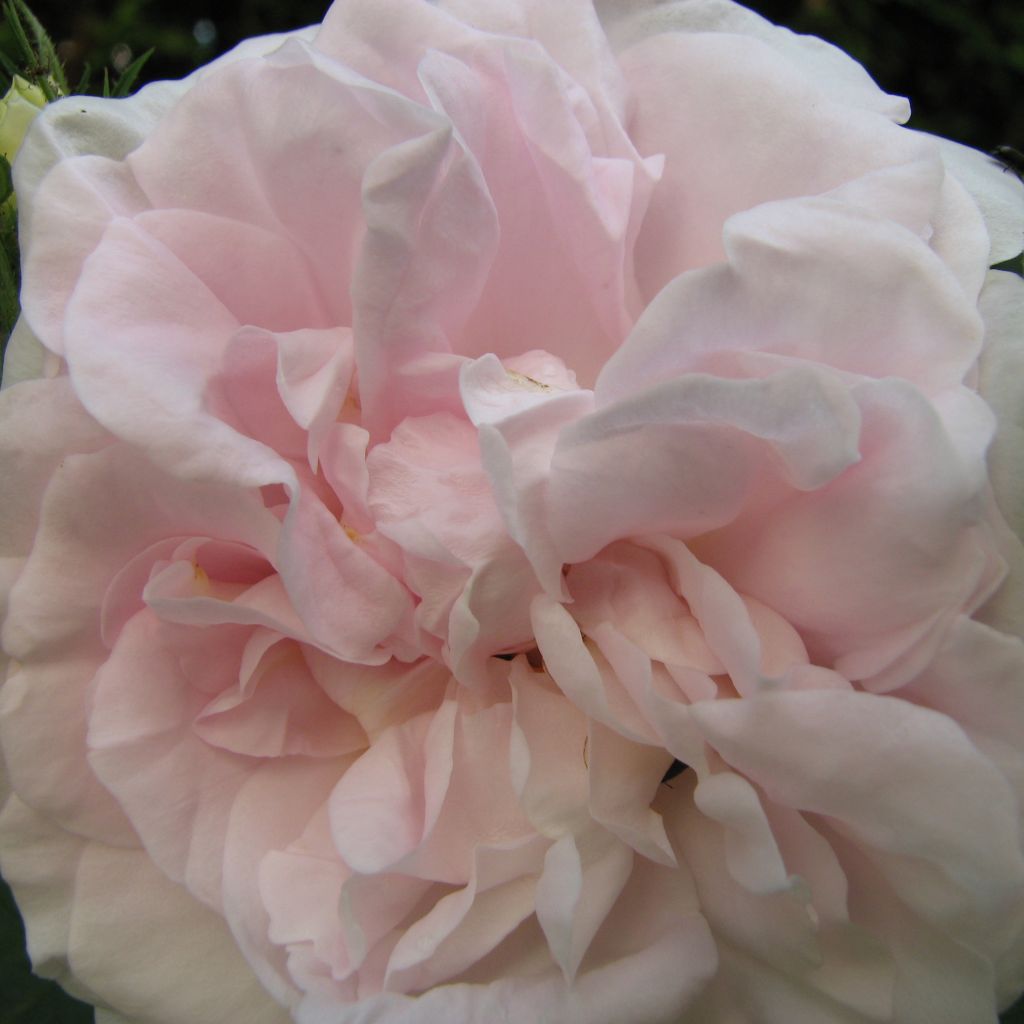 Rosa Great Maiden's Blush - Historische roos