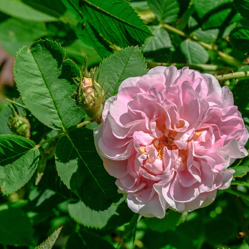 Rosa Great Maiden's Blush - Historische roos