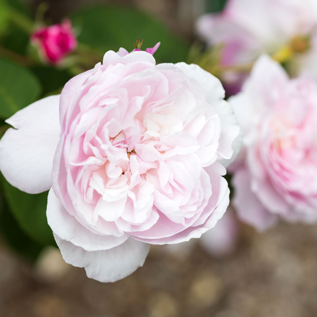 Rosa Fantin-Latour - Historische roos