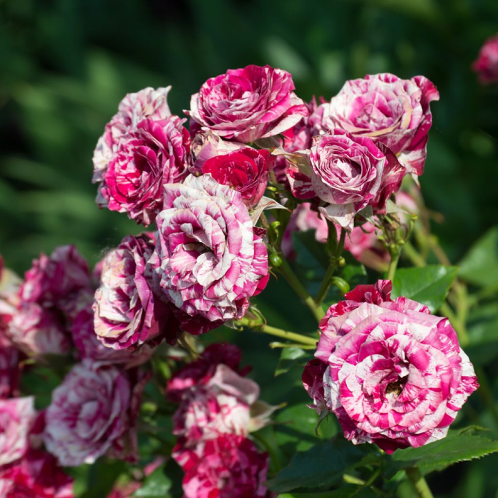 Rosa Ferdinand Pichard - Historische roos