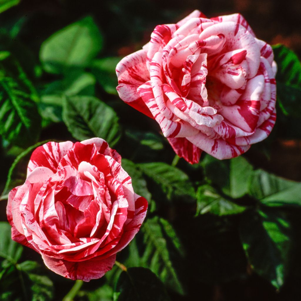 Rosa Ferdinand Pichard - Historische roos