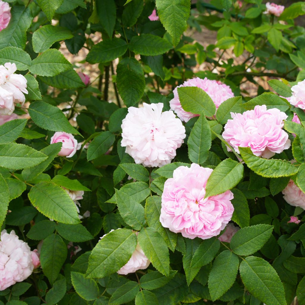 Rosa Jacques Cartier - Historische roos