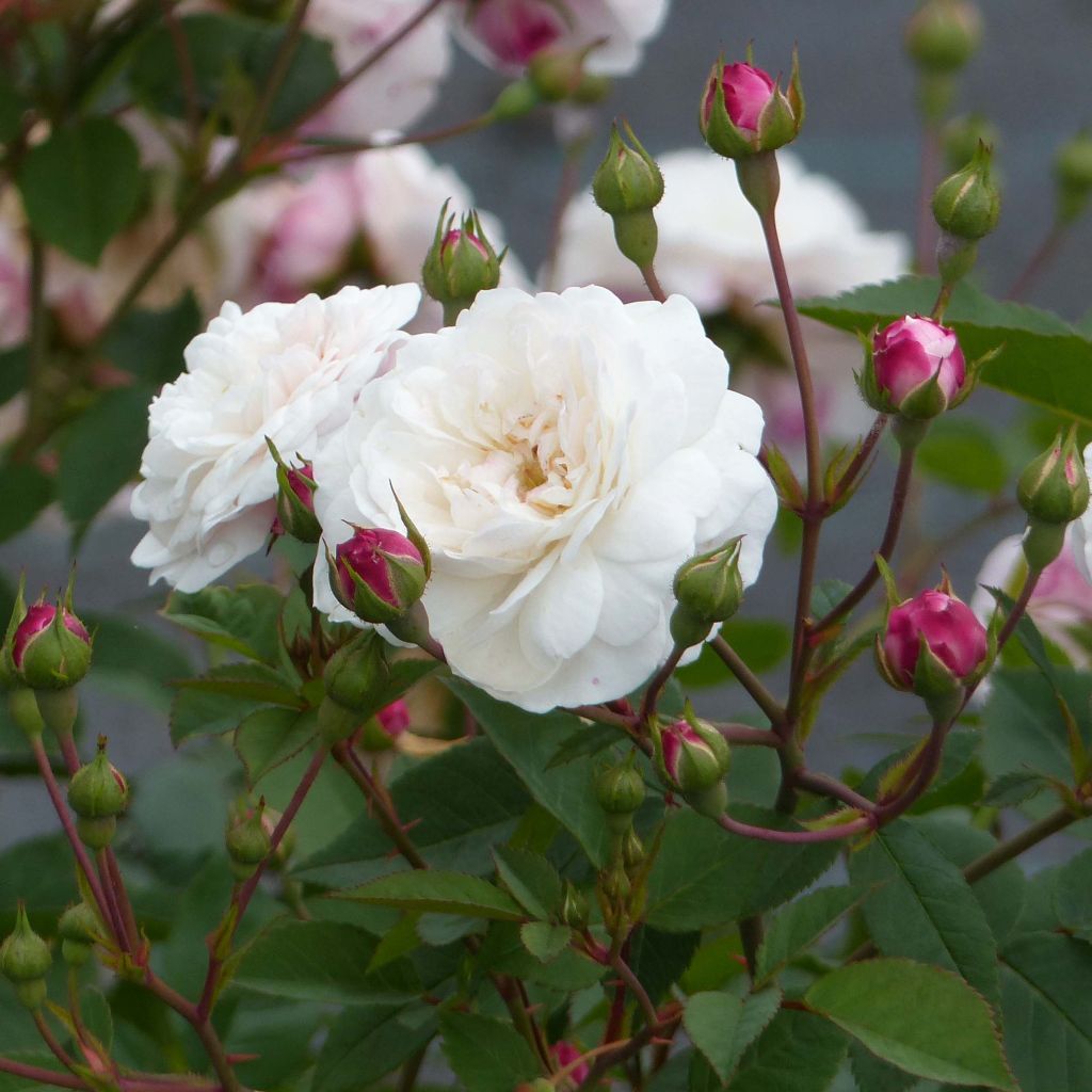 Rosa Little White Pet - Historische roos