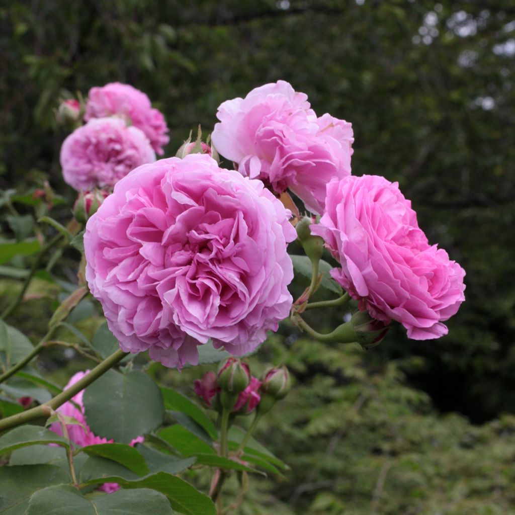 Rosa Louise Odier - Historische roos