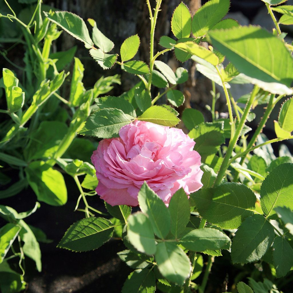 Rosa Louise Odier - Historische roos