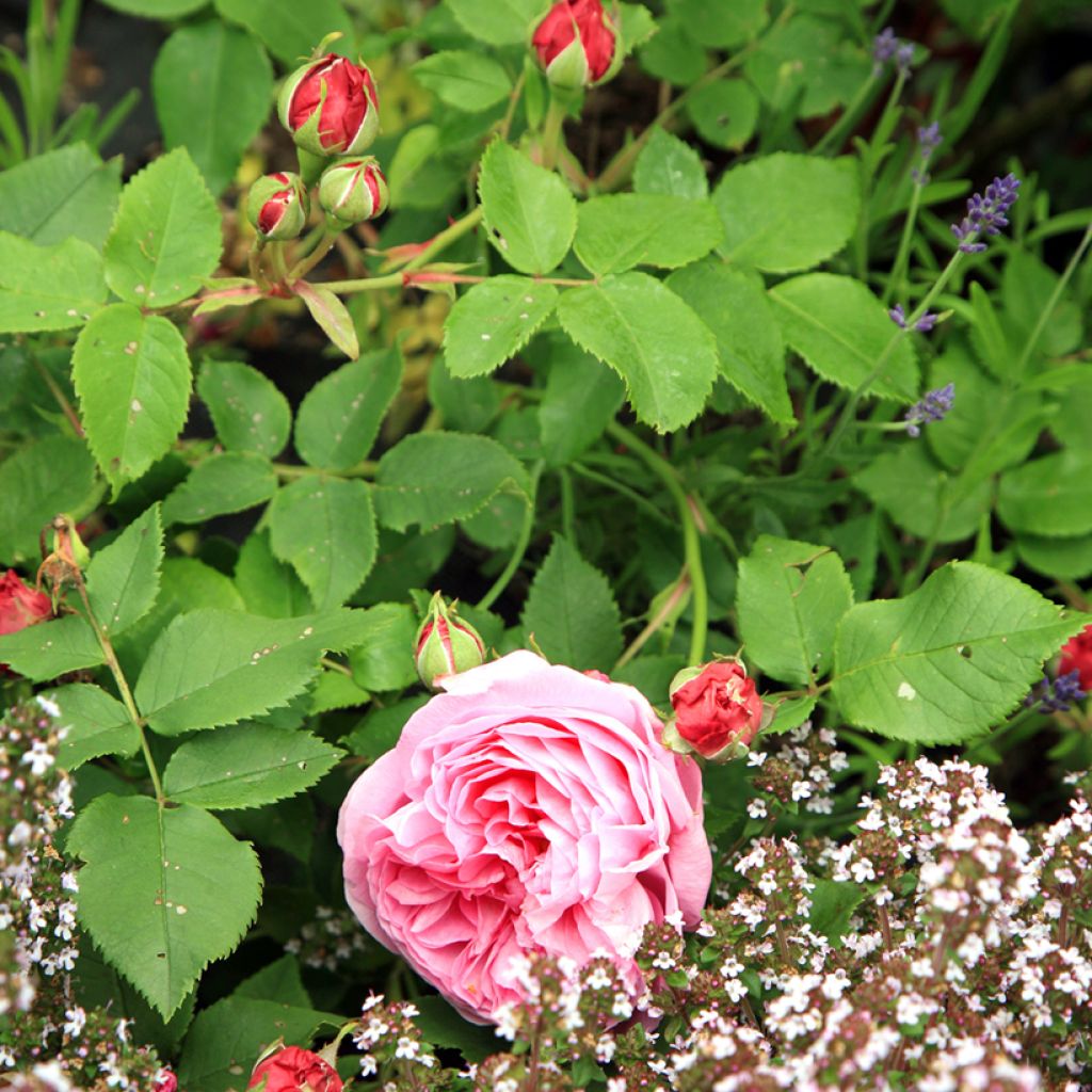 Rosa Louise Odier - Historische roos