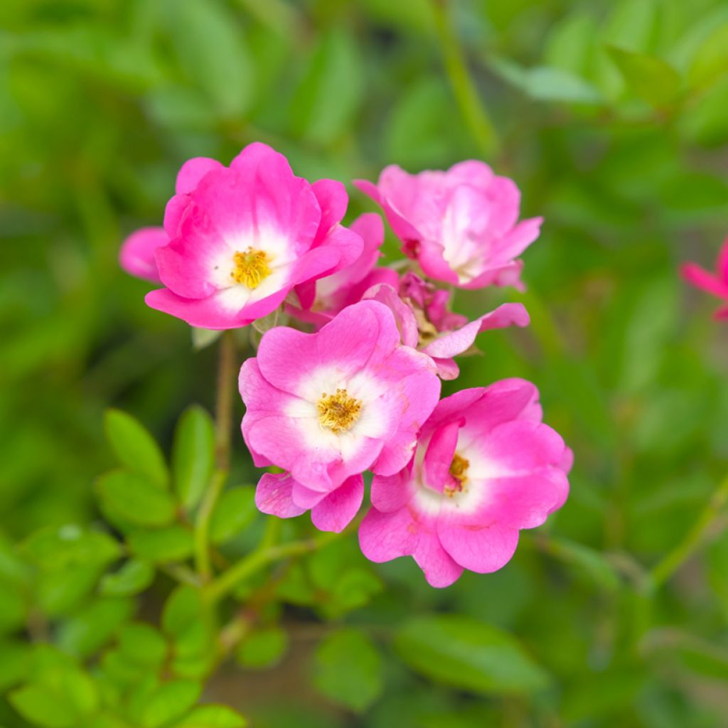 Rosa Mozart - Muskusroos