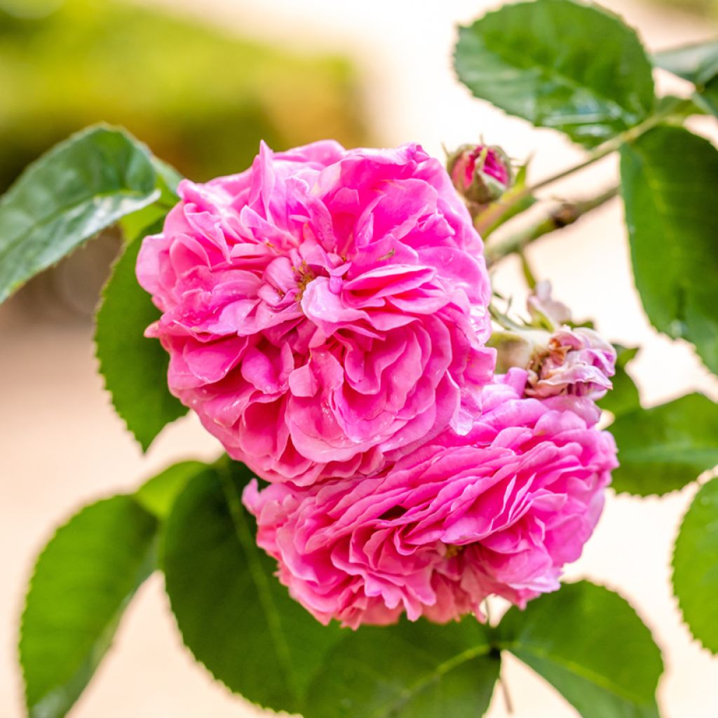 Rosa Mrs John Laing - Historische roos