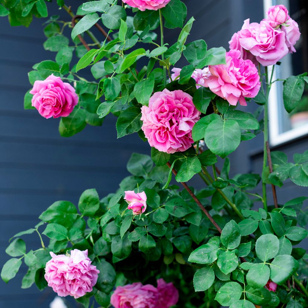 Rosa Paul Neyron - Historische roos