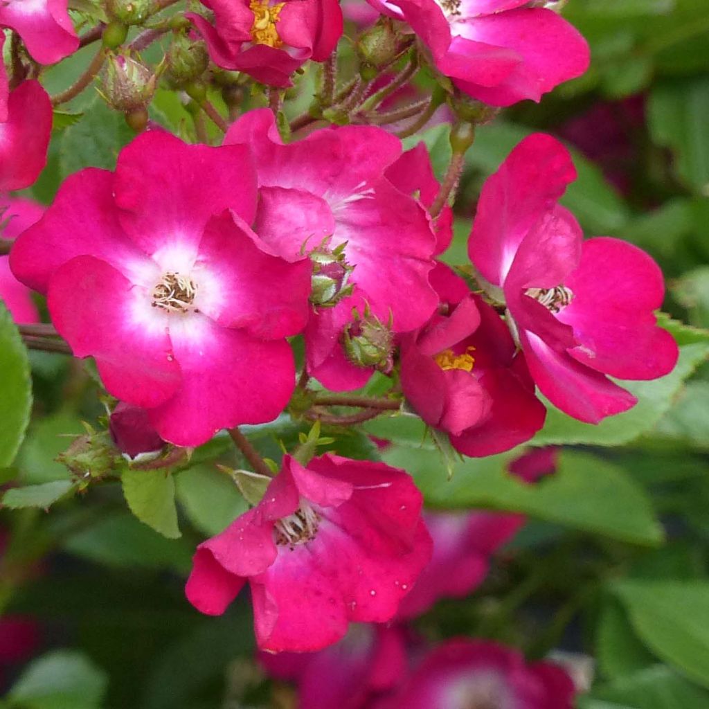 Rosa Red Ballerina - Historische roos