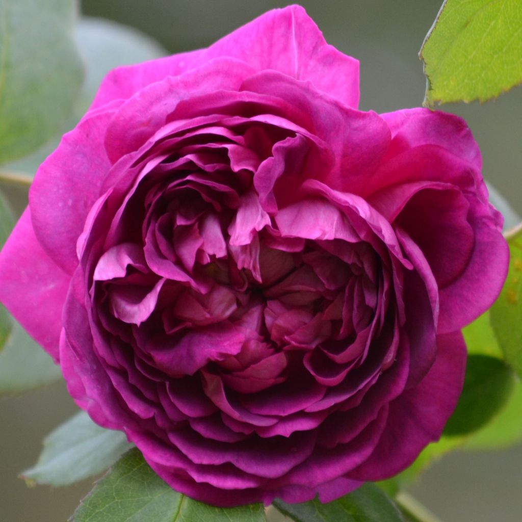 Rosa Reine des Violettes - Historische roos