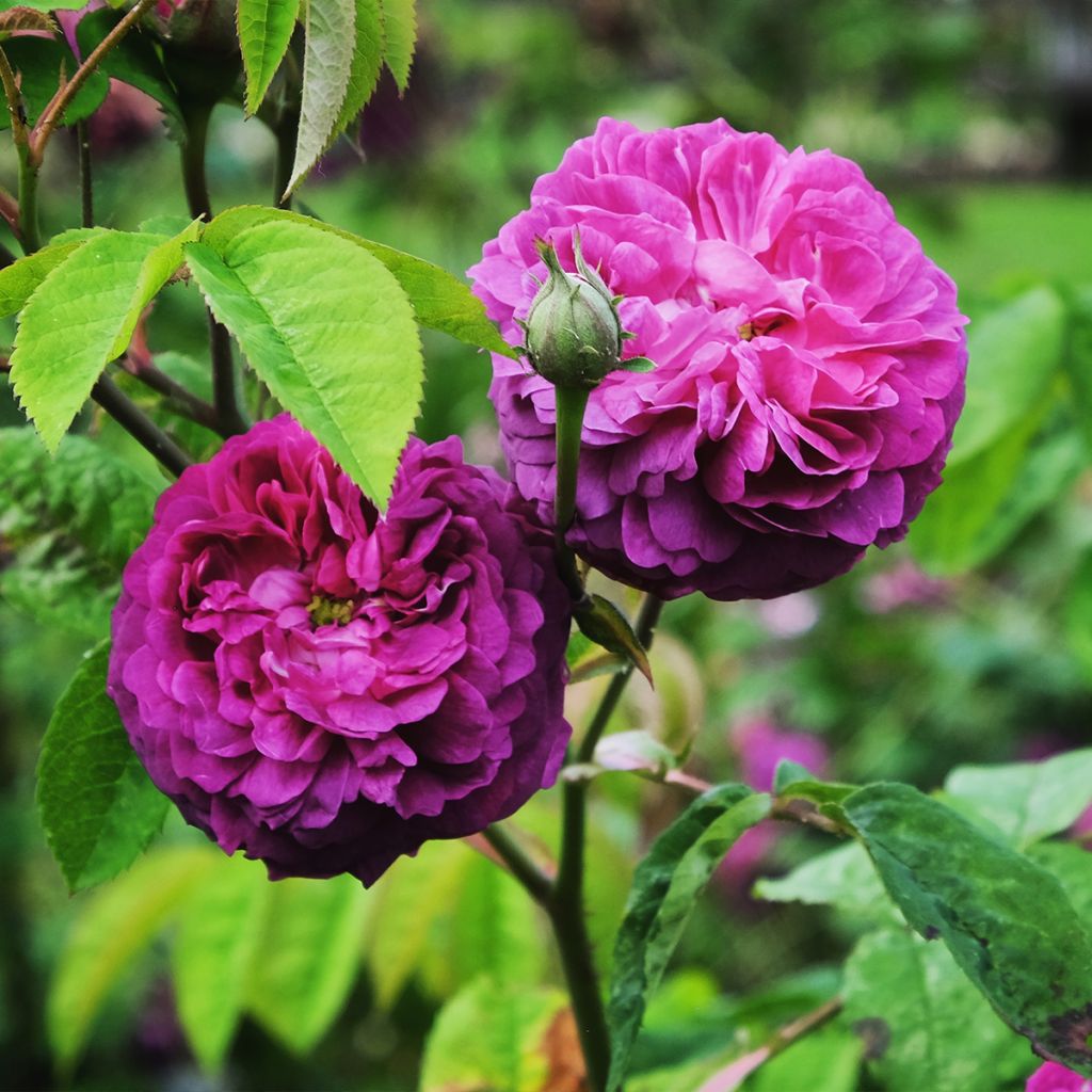 Rosa Reine des Violettes - Historische roos