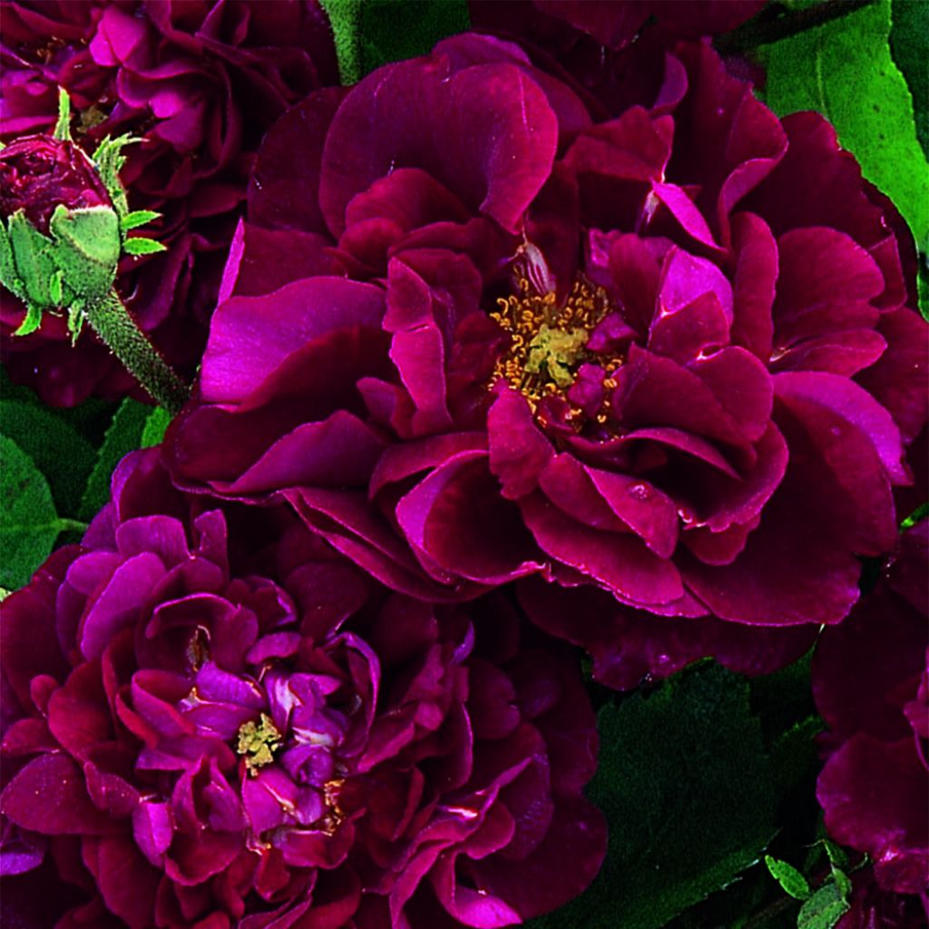 Rosa Tuscany Superb - Historische roos