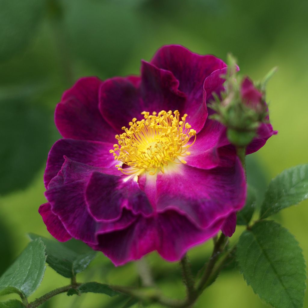 Rosa Tuscany Superb - Historische roos