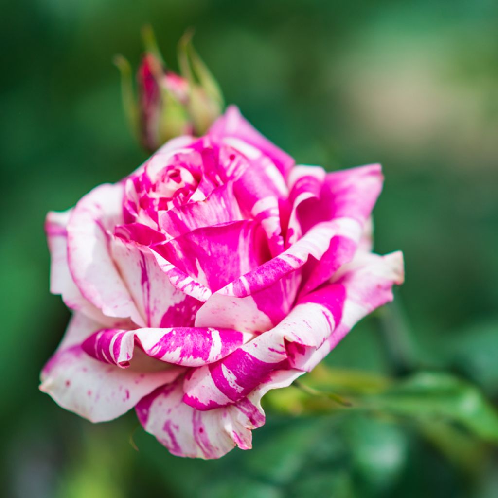 Rosa Variegata di Bologna - Historische roos