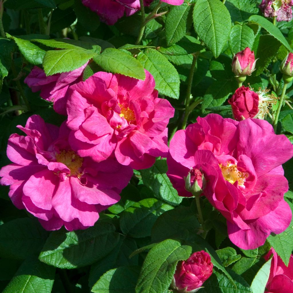 Rosa gallica Officinalis Apothekersroos BIO - Historische roos