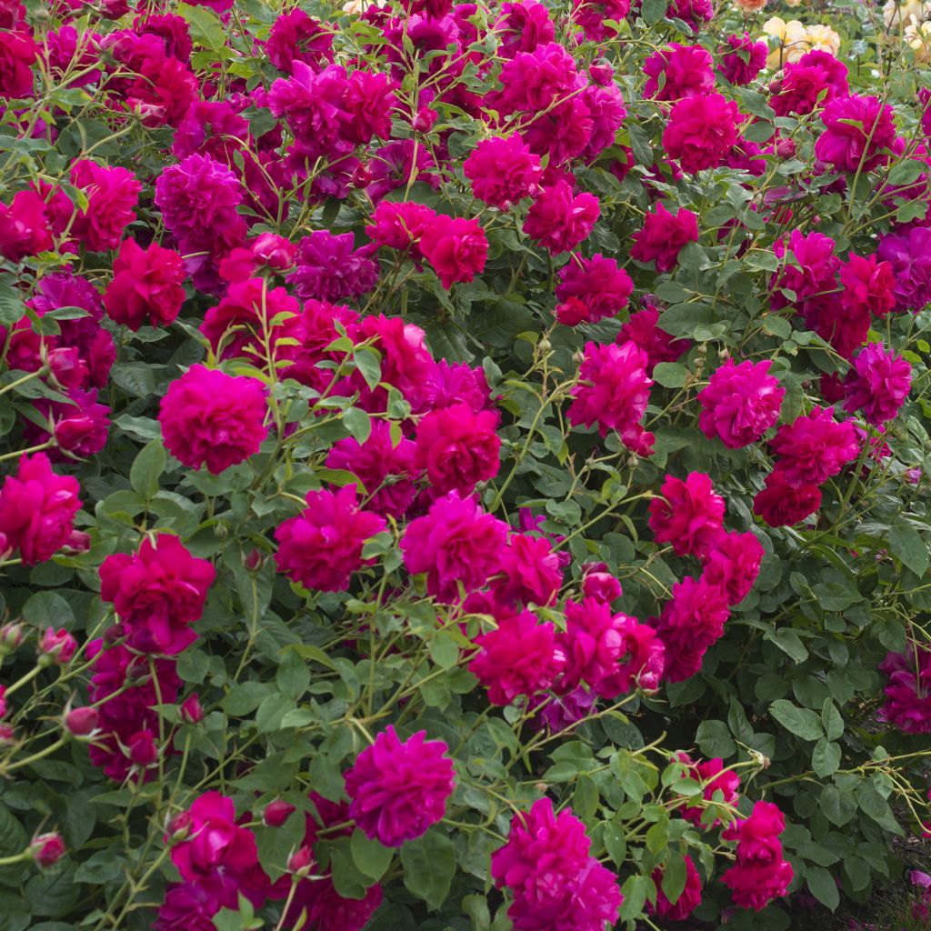 Rosa Thomas à Becket - David Austinroos